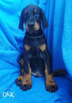 Imported doberman puppies, premium quality with all dcs 0