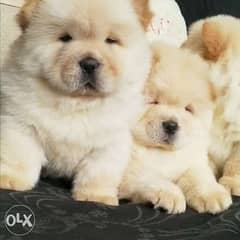 Arrived to Egypt, fci pedigree chowchow puppies 0