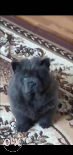 Chow chow blue puppies imported from Ukraine with Pedigree 0