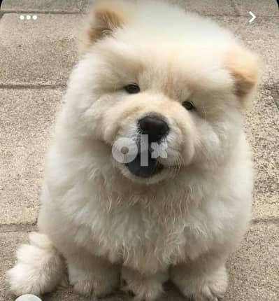 اقوى مستويات تشاو تشاو  chow chow