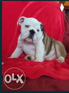 Imported English bulldog puppies top quality from Ukraine with all doc 0
