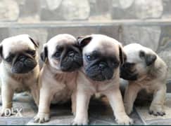Pug puppies imported from Ukraine 0