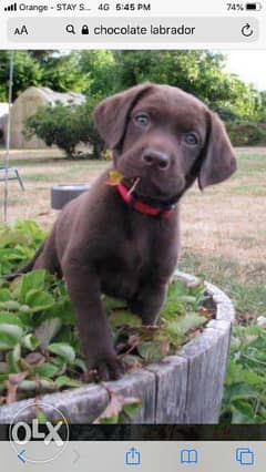 Chocolate Labrador (imported parents) 0