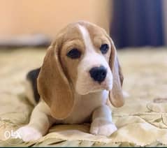 Beagle puppies imported from Ukraine 0