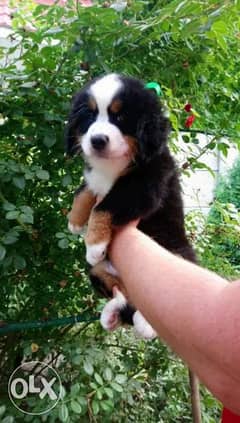 Mountain Bernese puppies imported from Ukraine with all documents 0