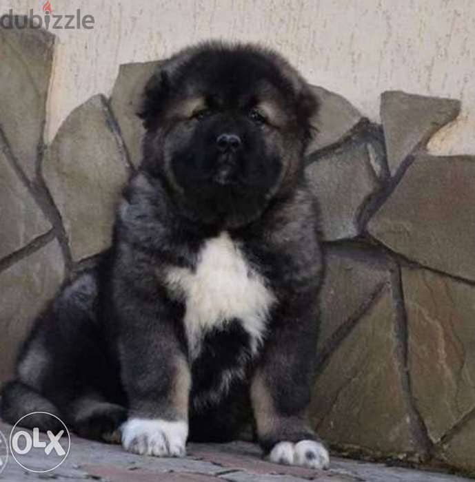 Imported giant Caucasian puppies from best kennels in Europe 0