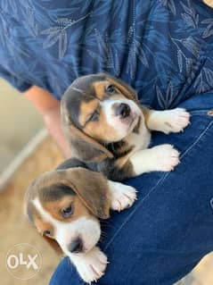 Available NOW beagle puppies بيجل 0