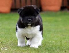 premium quality imported American akita puppies , FASTEST DELIVERY