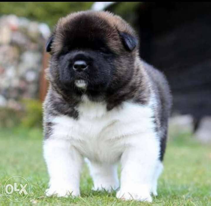 premium quality imported American akita puppies , FASTEST DELIVERY 1