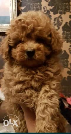 Toy poodle puppies top quality Imported from Ukraine 0