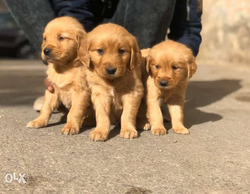 Golden retriever puppys for sale 0