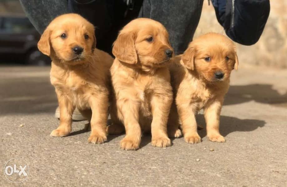 Golden retriever puppys for sale 1