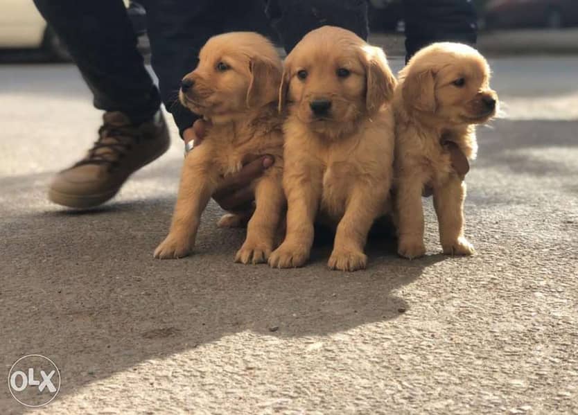 Golden retriever puppys for sale 2