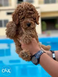 toy poodle puppies , imported parents 0