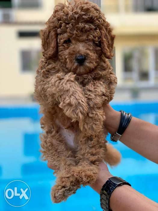 toy poodle puppies , imported parents 1