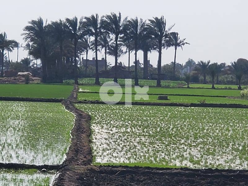 ٨ فدادين أرض زراعية منهم ٢ الا ثلث داخل الحيز العمراني (كردون المباني) 0