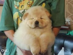 Immediate purchase imported chow chow male full documents Top Quality 0