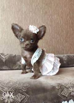 Imported teacup chihuahua puppies, chocolate color 0
