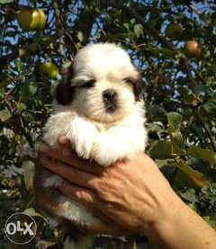Imported Shihtzu puppies. . Males and females 0