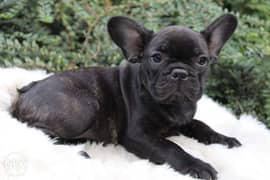 Imported brindle French Bulldog puppies 0