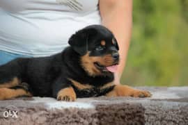 Imported fci pedigree Rottweiler puppies. . Males and females 0
