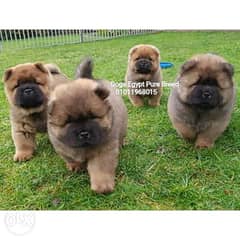 Beautiful Chow Chow puppies 0