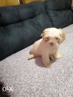 كلب هفانيس لبيع لونه ابيض عمر 10 شهور 0