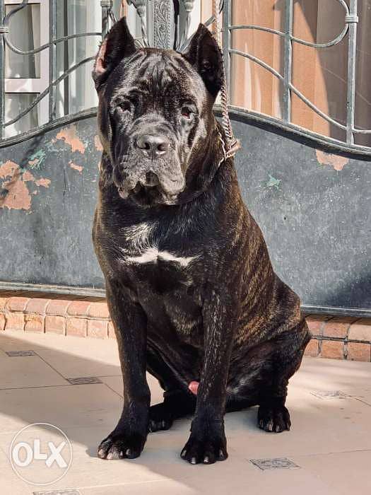 Champion bloodline cane sales corso