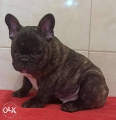 Imported brindle French Bulldog with Microchip 0