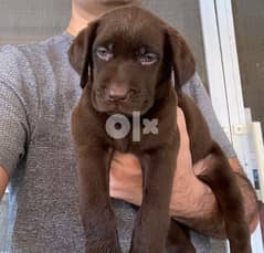 chocolate Labrador puppies, premium quality 0