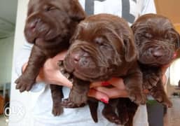 Amazing imported Chocolate Labrador puppies 0