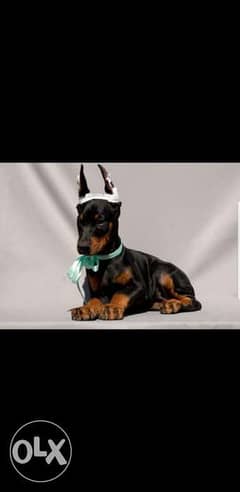 Doberman puppies full documents from Europe 0