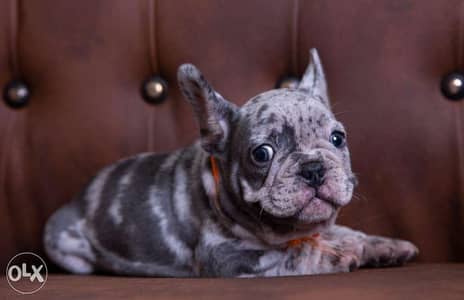 imported French bulldog puppies from best kennels in Europe