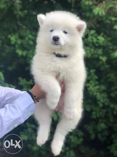 Best Imported Samoyed Puppies available now for reservation 0