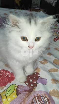 قطة شيرازي بيضاء اللون عمرها شهرين 0