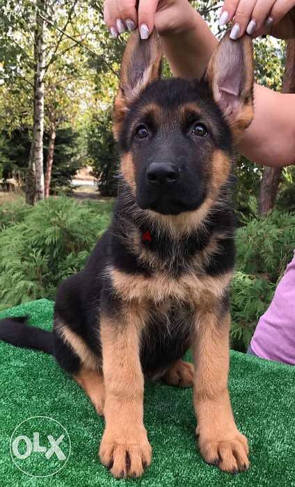 Imported short hair german shepherd puppies, fci Pedigree 0