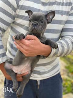 Imported French bulldog puppies with Microchip, blue color 0