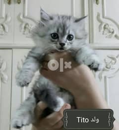 للبيع بالقاهرة قطط شيرازى بيور 45 يوم 0