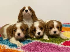 Imported Cavalier king charles puppies, limited number 0