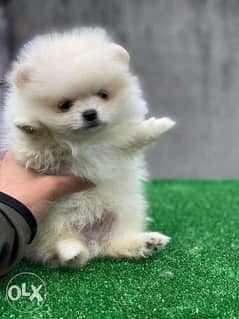 Imported Teacup pomeranian from the best kennels in Europe 0
