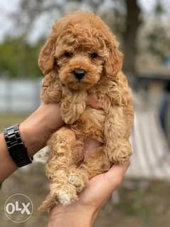Imported toy poodle from the best kennels in Europe 0