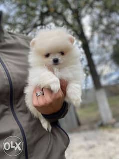 Best imported Teacup pomeranian puppies with Pedigree 0