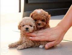 Poodle puppies 0