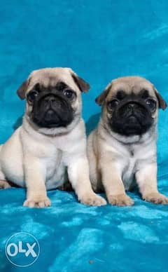 Ready For New Home . . Imported parents. . Pug Puppies 0