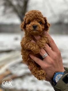 Ready For New Home Toy Poodle boy