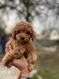 Olx shop toy poodle