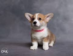 Ukrainian Corgi Puppies available Now For Reservation 0