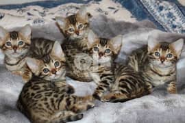 Pure Bengal Kittens قطط بنغالي صغيرة 0