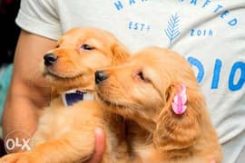 Pure Golden Retriever Puppies Top Quality Last Female 0
