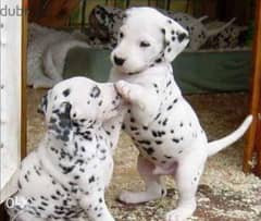 Imported dalmatian puppies from best kennels in Europe 0
